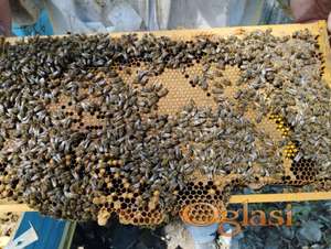 Rojevi i pčelinja društva - prvoklasno